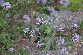 Ceanothus cuneatus ssp. cuneatus 'Blue Sierra'